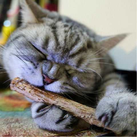 15/20pcs Cat Cleaning Teeth Pure Natural Catnip Pet Cat Molar - Shopium1
